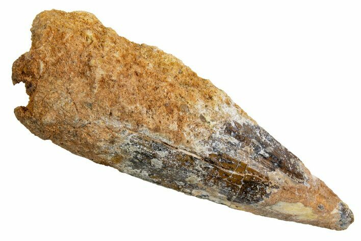Fossil Spinosaurus Tooth - Real Dinosaur Tooth #326234